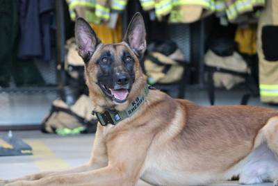Ferro, a German shepherd, is a patrol and narcotics detection dog for the Collin County Sheriff's Department.