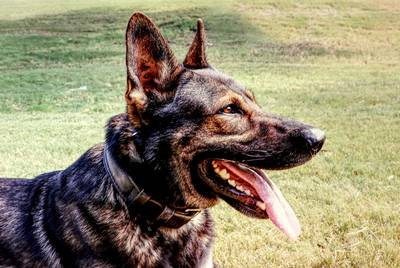 Olex, a 3-year-old German Shepherd, works for the Collin County Sheriff's Department as a patrol and narcotics detection dog with his handler, deputy sheriff Reid Golson.