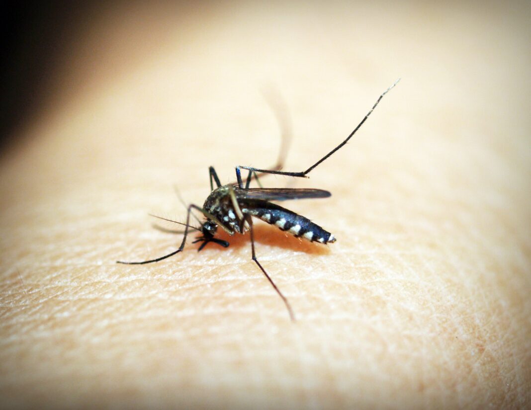 Denton Mosquito West Nile Virus Detected