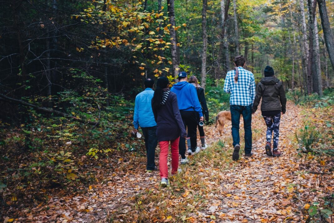 people walking on forest during daytime