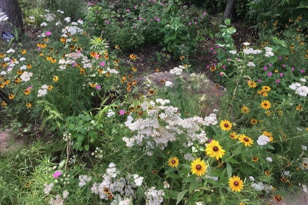 Native Plant Garden at FWBG