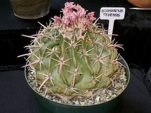 FW Cactus and Succulent Society Plant Sale