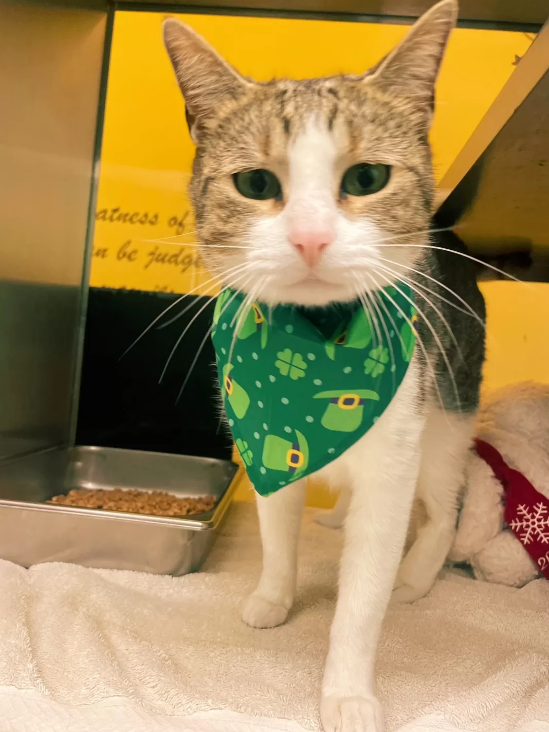 Denton Animal Services - VoiceofDenton9c