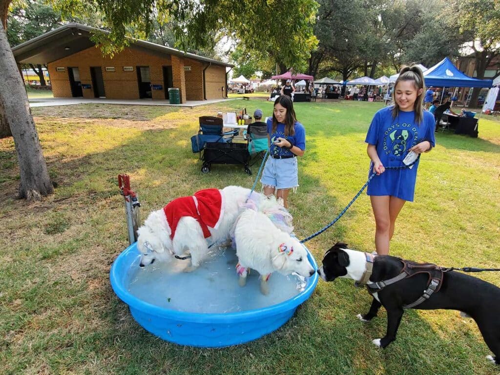 Dog Days of Denton